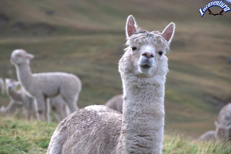 Ruta del Ampato Colca 2 dias