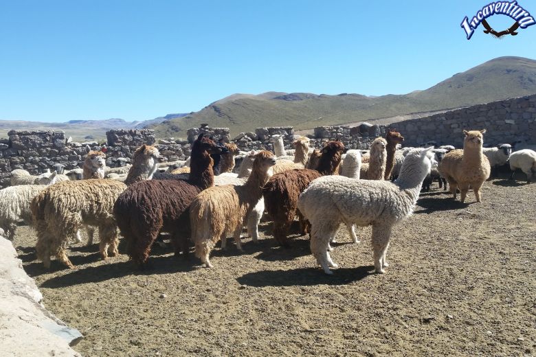 Ruta del Ampato Colca 4 días