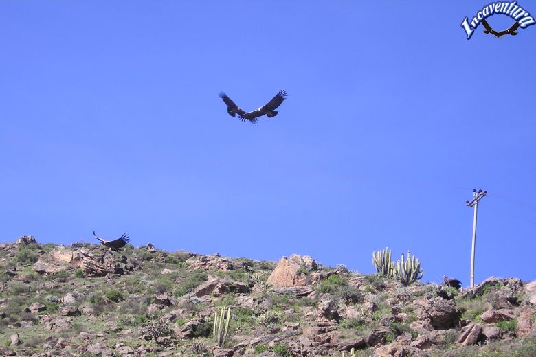 Viaje Arequipa Colca Puno 2 Dias sin trekking
