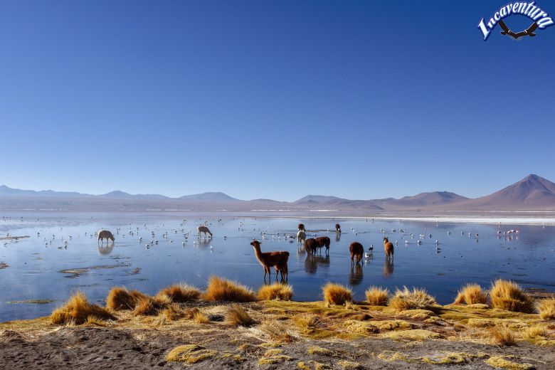 Viaje Arequipa Colca Puno 2 dias con trekking