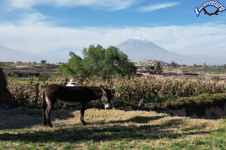 Viaje Arequipa Colca Puno 3 dias con trekking
